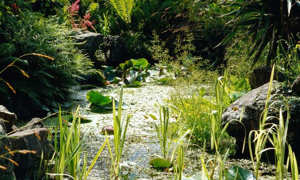 Scottish Gardener: Irises and water lilies break the surface of the pond.