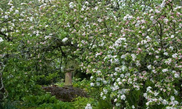 Scottish Gardener: In spring the ancient apple trees are smother in blossom.