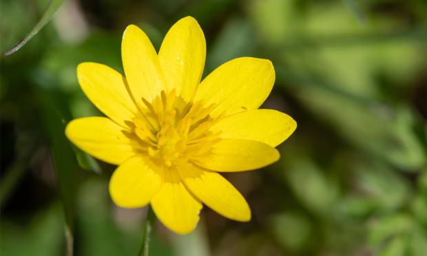 Scottish Gardener: Lesser Celandine (Ranunculus Ficaria)