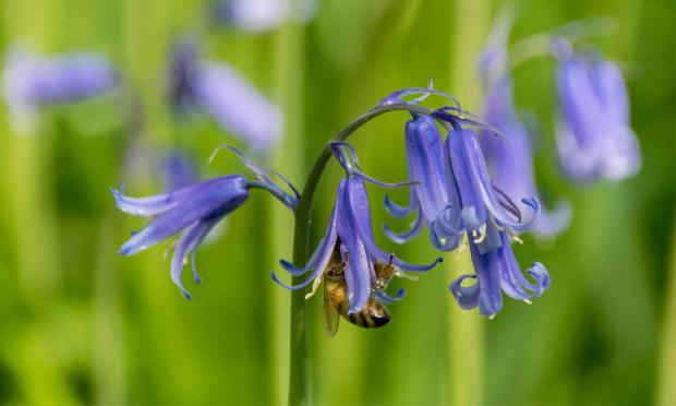 Scottish Gardener: Bluebell (Hyacinthoides Non-Scripta)