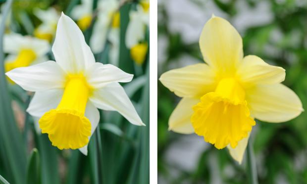 Scottish Gardener: Backhouse Rossie daffodils, Narcissus 'Empress' (left) and Narcissus 'Emperor' (right).