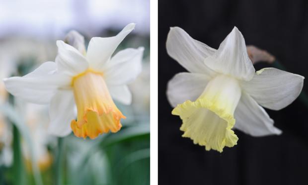 Scottish Gardener: Backhouse daffodils, Narcissus 'Mrs RO Backhouse' (left) and Narcissus 'Weardale Perfection' (right)