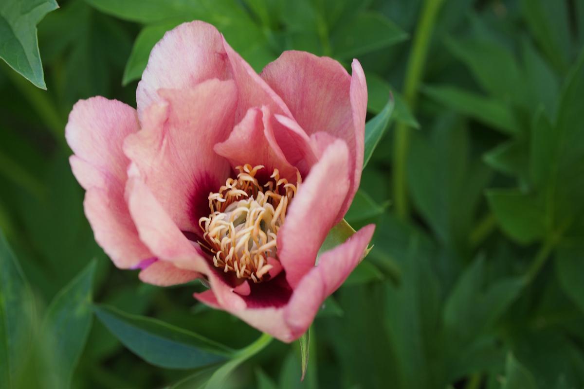 The pale pink flowers of Peony 'Old Rose Dandy' fade to yellow as they age.