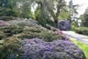 Rhododendrons and azaleas flourish on the Chinese Hillside.