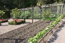 Allotment Advice - Starting Out