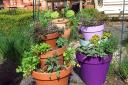 How to... Make a Mediterranean Herb Tower