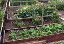 Allotment Advice - Ready to Grow it Alone?