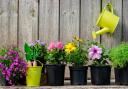 How to... Container Gardening