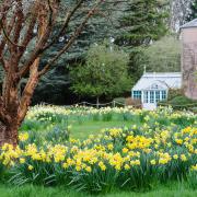 Heritage Daffodils under Acer Griseum at Backhouse Rossie Estate.