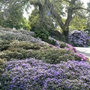 Rhododendrons and azaleas flourish on the Chinese Hillside.