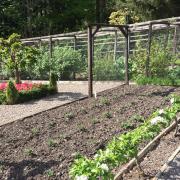 Allotment Advice - Starting Out