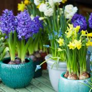 How to... Create Spring Pots