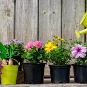 How to... Container Gardening